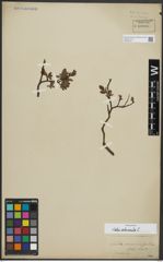 Foto von Salix arbuscula L.